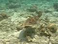 Turtle Swimming At Fihalhohi Maldives