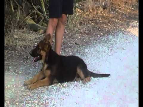 Video cani pastore tedesco