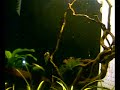 Baby Rhombeus Feeding