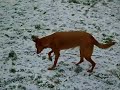 Podenco\