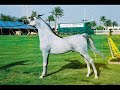 Cavalli arabi