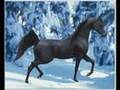 Cavalli arabi