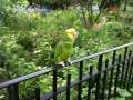 Singing Parrot in New York's Riverside Park
