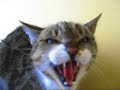 Demon Cat from Hell