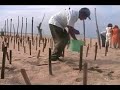 tortuga-golfina.html