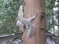 Squirrels Chasing Around a Tree Squirrels Chasing Around a Tree