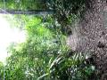 Tikal-Chris Zipline.MOV