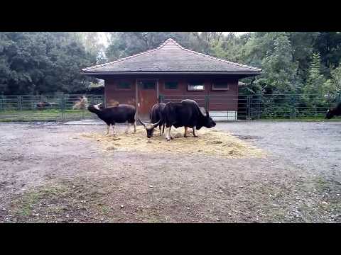 Gayal (Urform Gaur) im Tierpark Berlin - 09 / 2017  ...