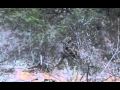 Hunting Cape Buffalo