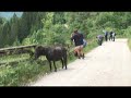ZU? IN PONY