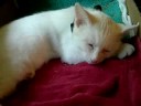 sleepy kitten   stop waking me up!