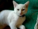 sleepy kitten   stop waking me up!