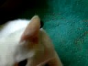 sleepy kitten   stop waking me up!