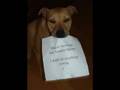 Breed Specific Discrimination