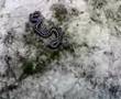 Adder snake viper england uk