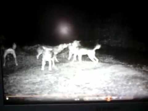 CUCCIOLI DI LUPO ULULUANO NEL CIELO GARFAGNINO