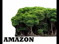 AMAZON DISCIPATION AMAZON DISCIPATION