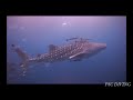 (Stillness無音）タイの母なるアンダマン海のスミランクルーズは、海の状態と国立海洋公園に指定されているため、１年で半年しか潜ることができません。魚・サンゴがとっても元気です。またマンタ、ジンベイザメなどに遭遇する確立が非常に高いことでも有名です。映像はリチュリューロックでの出来事で、ガイドはRipple plusのユミさんです。
http://rippleplus.com/
ジンベイザメ（約７ｍ）　地球上最も巨大な魚類です。大きな口は小魚とプランクトンを食べるときに大量の水を外に出すために開けられます。ジンベエザメは胎生です。ジンベエの赤ちゃんは誕生時で７０センチ位です。その生態については今のところほとんど知られていません。なんといってもジンベエザメはアンダマン海の目玉です。 - Mother  sea andaman(スミラン ダイビング）