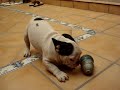 Fofo D'Rinalba cachorro de bulldog frances.