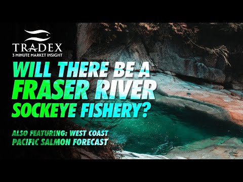 3MMI - Will There Be A 2020 Fraser River Sockeye Fishery? West Coast Salmon Update