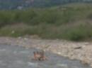 Nebuni cu camera :))