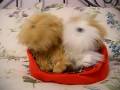 videos de Singing Puppies