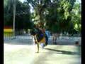ACME CREW FLARES ENSALLANDO