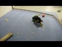 Lara german shepherd 2 weeks - 3 months old