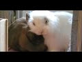 Rabbit Skywalk