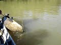 Jaú de 42Kg no Xingu 3/3
