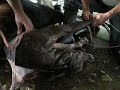 Medicina Veterinaria UDES