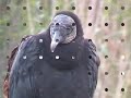 Everglades Wildlife