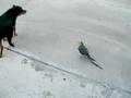 Cockatiel Chasing Dog