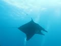 raie manta à padangbay (bali)/manta ray in padangbay (Bali)
