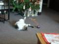catnip trip