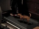 Dog runnin on Tredmill