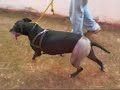 PHYSICAL DOG - GLOCK 1 PHYSICAL DOG - GLOCK 1