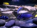 African cichlids (mbuna)