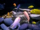 African cichlids (mbuna)