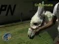 LA MASCOTA DEL IPN LA MASCOTA DEL IPN