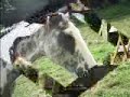 les chevaux qui m'ont marquée
