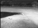 Jackal Gets Chased Nkorho Pan 07/28/07 PM Jackal Gets Chased Nkorho Pan 07/28/07 PM