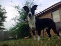 My goodbyes to Buddy