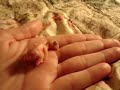 This is a four day old budgie (parakeet).  My female laid six eggs, this was the first to hatch.