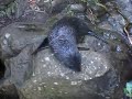 kaikoura seals dive