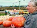 Pumpkin recipe still at pumpkin patch