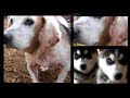 Small Breeds Dog - 02 Small Breeds Dog - 02