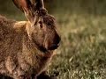 RAOTube | Funny Propagandas - Rabbit - De Standaard