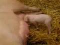 Dried up mother pig