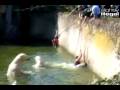 Woman Attacked in Polar Bear Pen at Berlin Zoo (Translated from German by Yogi Bear & Boo Boo)